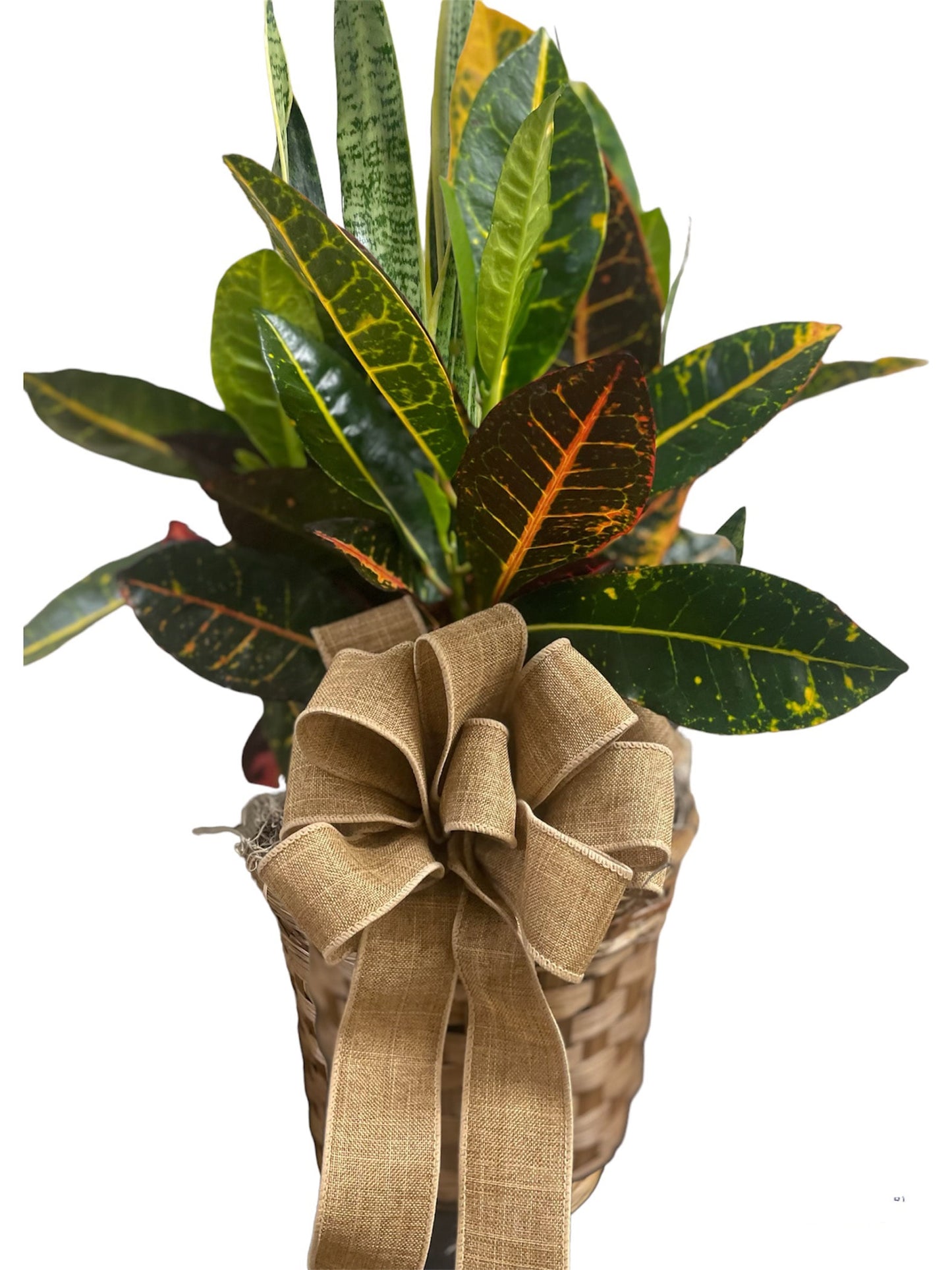 Croton