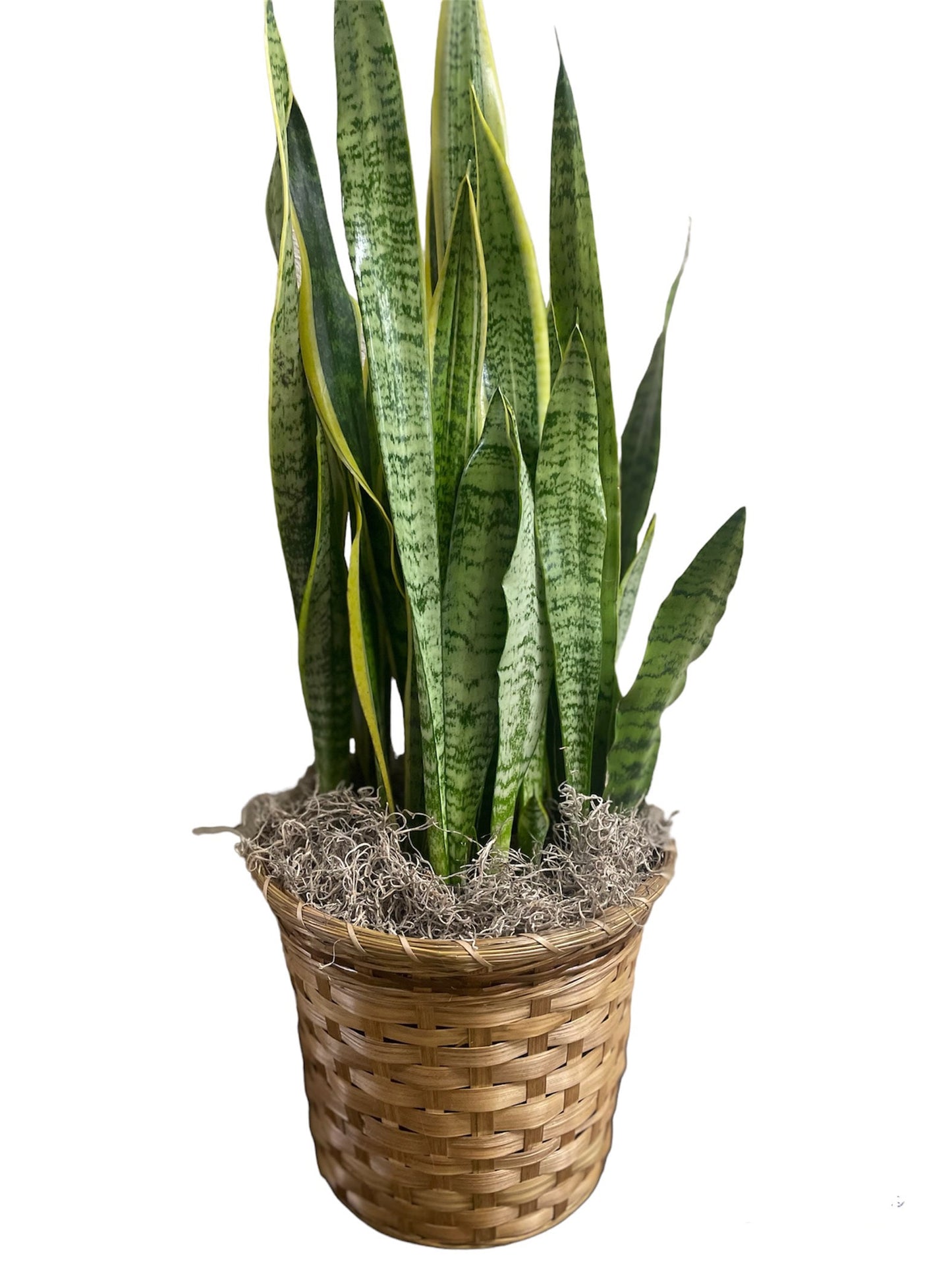 Sanseveria