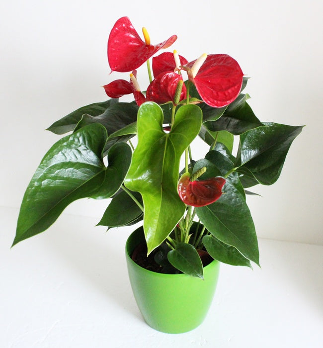 Anthurium