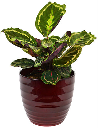 Calathea - 6"